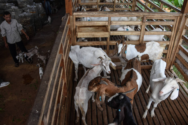 Ilustrasi peternakan kambing. Foto: Adeng Bustomi/ANATARA FOTO