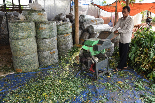 Pekerja membuat pakan ternak kambing Sapera di Desa Werasari, Kabupaten Ciamis, Jawa Barat, Senin (20/5/2024). Foto: Adeng Bustomi/ANATARA FOTO