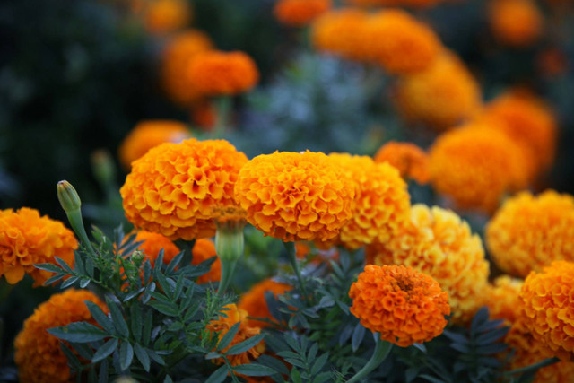 Ilustrasi manfaat marigold. Sumber foto: Unsplash