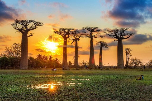 Pohon baobab (Adansonia) di Madagaskar. Foto: Shutterstock