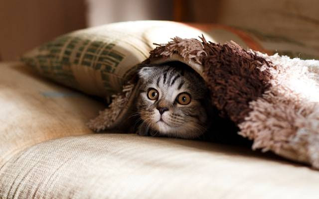 Ilustrasi ciri-ciri kucing autis. Foto: Mikhail Vasilyev/Unsplash