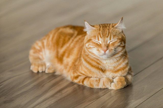Ilustrasi Cara Mengatasi Kucing Stres Ketakutan. Sumber: Unsplash