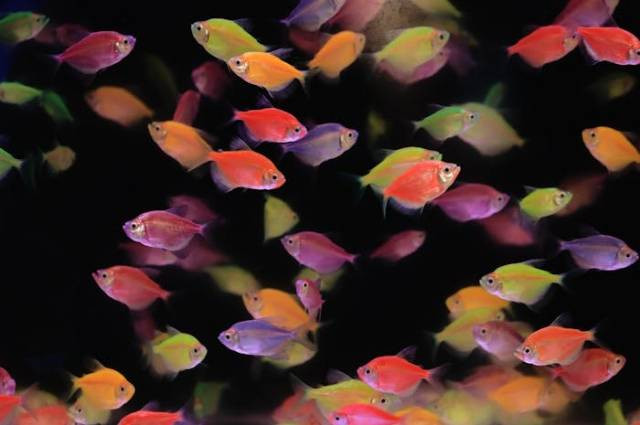 Ilustrasi berapa lama ikan glofish bertelur, sumber foto: Jeffry Surianto by pexels.com