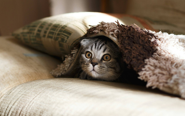 Ilustrasi Apakah Kucing Stres Bisa Mati? Sumber: Unsplash