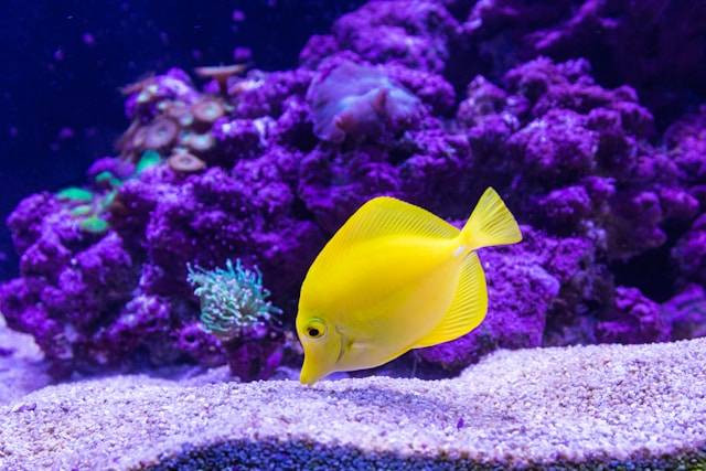 Ilustrasi Cara Mengawinkan Ikan Glofish. Foto: dok. Unsplash/Craig Lovelidge