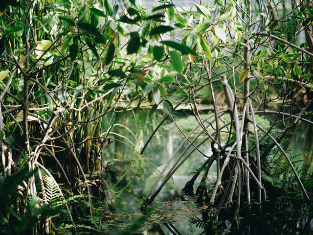 TWA Mangrove Angke Kapuk. Foto hanya ilustrasi, bukan tempat sebenarnya. Sumber: Unsplash/maxwell ridgeway