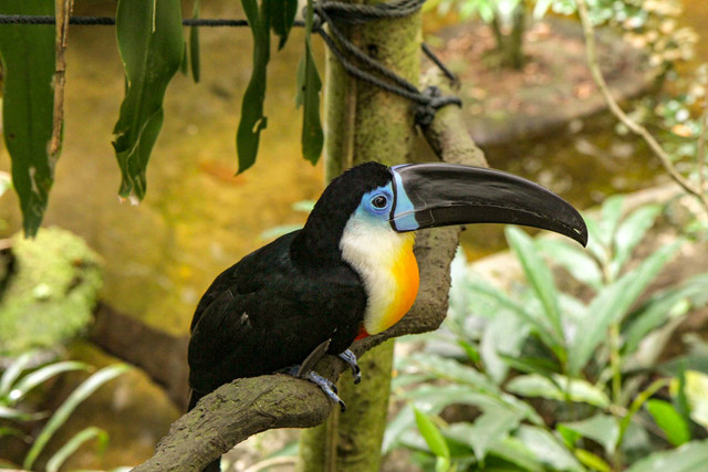 Jakarta Bird Land Ancol. Foto hanya ilustrasi, bukan tempat sebenarnya. Sumber: Unsplash/Rigel