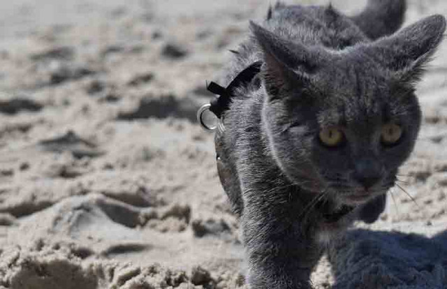 ilustrasu pasir kucing (Pixabay)
