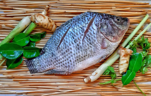 Ilustrasi tips mancing ikan nila yang mengambang. Sumber: pixabay
