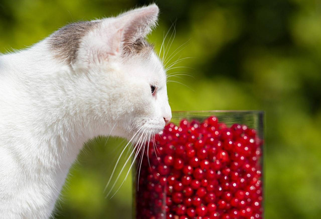 ilustrasi vitamin untuk kucing (Pexels)