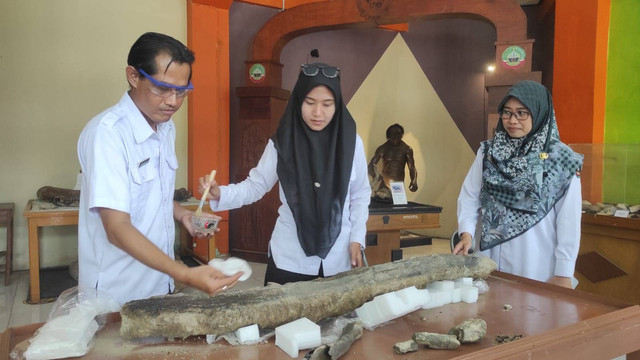 Fosil gading gajah purba saat disimpan di Rumah Artefak Blora. Rabu (22/05/2024) (Aset: Priyo/BeritaBojonegoro)