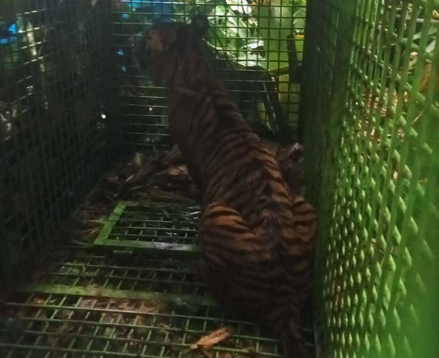 Harimau yang diduga mangsa warga Suoh beberapa waktu lalu berhasil ditangkap. | Foto: Dok Humas Polres Lampung Barat