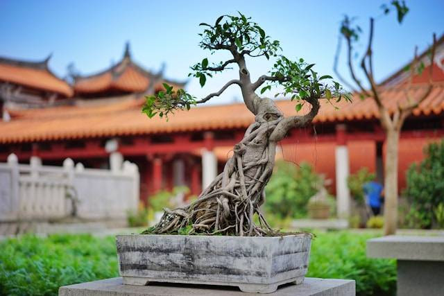 Cara Merawat Bonsai Hokiantea. Foto Hanya Ilustrasi. Sumber Foto: Unsplash.com/Keith Fox