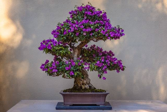 Tata Cara Membuat Bonsai Hias. Foto Hanya Ilustrasi. Sumber Foto: Unsplash.com/Devin H