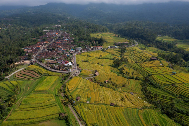 Foto udara suasana kawasan wisata Jatiluwih di Tabanan, Bali, Kamis (23/5/2024). Foto: Bayu Pratama S/ANTARA FOTO