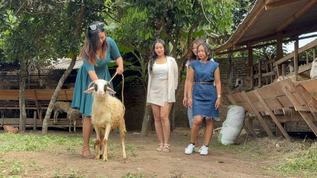 Para SPG yang bekerja menjual kambing di Kandang Kambing Mutiara Eva, Kasihan, Bantul. Foto: Arif UT/Pandangan Jogja