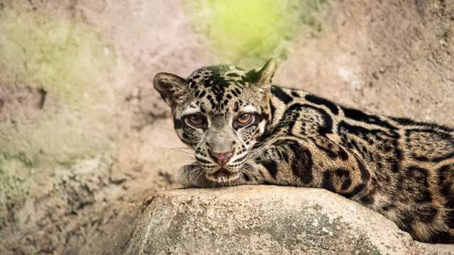 Macan dahan. Foto: studio382.net/Shutterstock