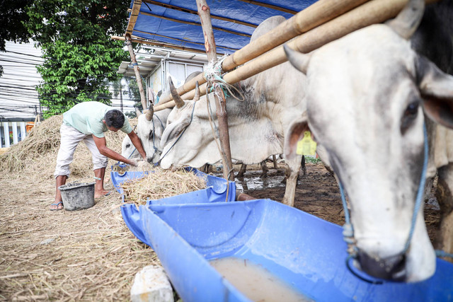 Ilustrasi Hewan Kurban. Foto: Dicky Adam Sidiq/kumparan