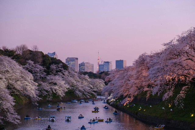 Ilustrasi Budaya Valentine di Jepang. Sumber: Unsplash.com/Yu Kato