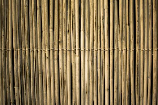 Ilustrasi apakah bambu kuning bisa ditanam di depan rumah?, sumber foto: Archie Binamira by pexels.com