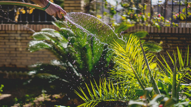 Ilustrasi menyiram tanaman. Sumber foto: Unsplash