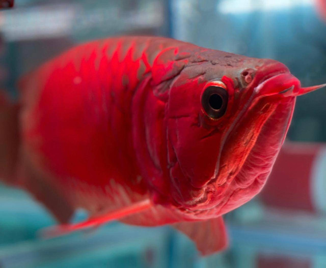 Arwana Super Red. Ikan Arwana Super Red milik 88 Red Gallery pertahankan gelar Grand Champion di Arwana Contest 2024. Foto: Rere Hutapea/Hi!Pontianak