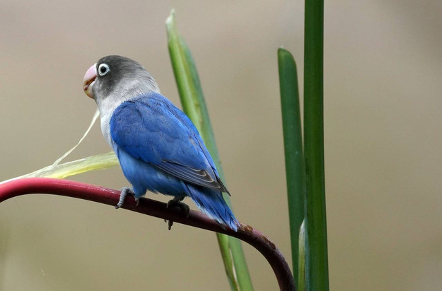 Ilustrasi ciri-ciri burung kicau yang berkualitas. Foto: Pixabay