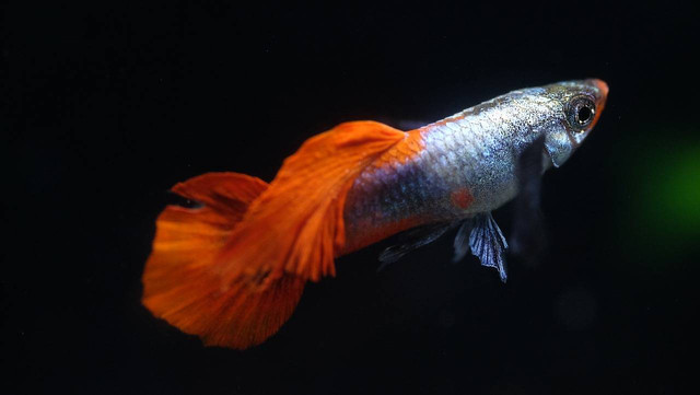 Ilustrasi perbedaan sifat dan perilaku ikan cupang, guppy, dan neon tetra. Foto: Pixabay