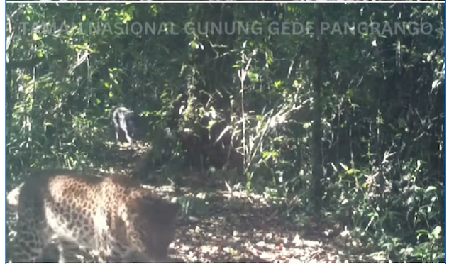 Macan tutul jawa dengan tubuh berwarna cokelat tutul hitam dan warna hitam pekat, tertangkap kamera berjalan bersama, di TN Gunung Gede Pangrango, Jawa Barat, pada Mei 2024. Foto: Dok. BBTN Gunung Gede Pangrango via Instagram