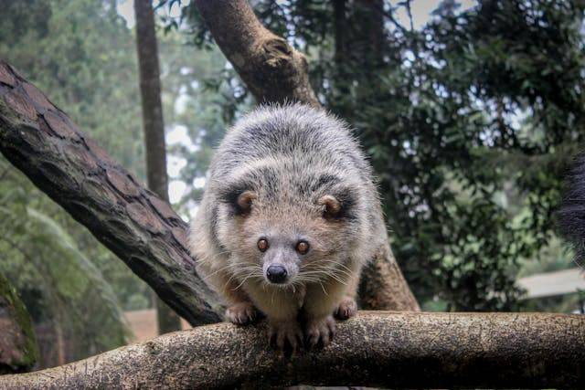 Fakta hewan binturong. Sumber: Pexels/Abi Mauludhi