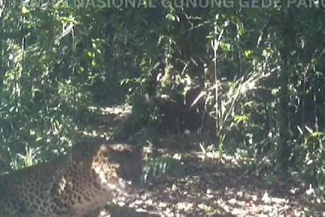 Dua Macan Tutul terlihat melintas di Gunung Gede Pangrango Foto: Dok. bbtn_gn_gedepangrango