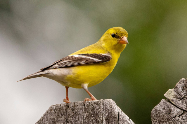 Ilustrasi Perbedaan Burung Kicau dan Burung Peliharaan Lainnya. Sumber: Unsplash