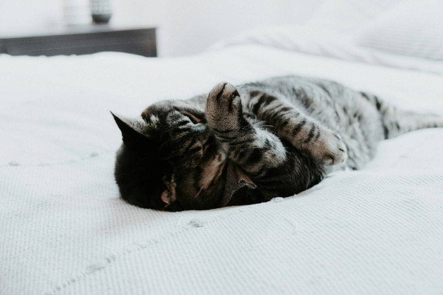 Ilustrasi kucing flu. Sumber foto: Unsplash