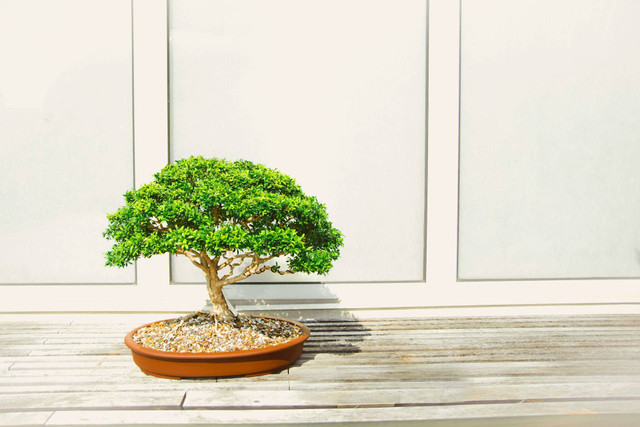 Ilustrasi bonsai.  Sumber foto: Unsplash