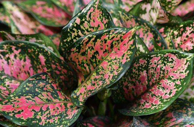 Tips Menanam Aglaonema. Foto Hanya Ilustrasi. Sumber Foto: Unsplash.com/David Clode