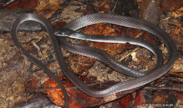 Ular Serigala Hitam (Lycodon albofuscus) (Foto: Wahyu Trilaksono,2023)