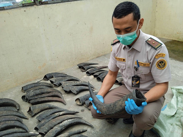 Penampakan 70 tanduk kerbau yang berhasil diselamatkan Karantina Lampung. | Foto: Dok Karantina Lampung