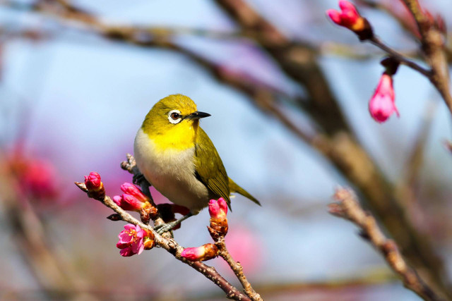ilustrasi burung pleci (Unsplash)