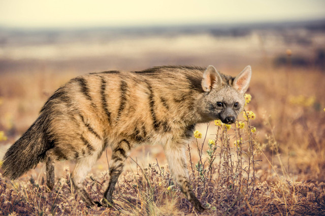 Ilustrasi aardwolf, hewan pemakan 300.000 serangga dalam satu malam.  Foto: Nisansala99/Shutterstock