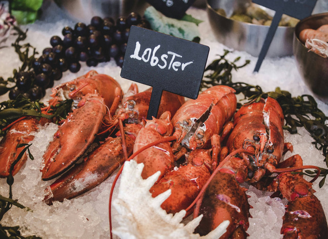 Ilustrasi Tips Ternak Lobster. Sumber: Unsplash