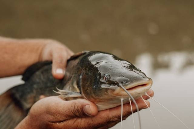 Ilustrasi apakah ternak ikan lele menguntungkan, sumber foto: juliane sanchez by pexels.com