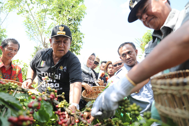 Gubernur Lampung Arinal Djunaidi Panen Kopi Pekon Sinar Jaya, Kecamatan Air Hitam, Lampung Barat. | Foto : Adpim