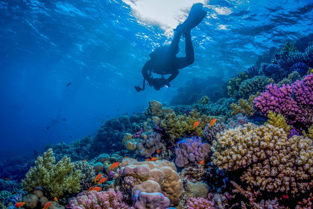 Ilustrasi menyelam di laut Saudi. Foto: Dok. Istimewa