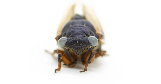 Jangkrik mutan bermata biru yang ditemukan Jack. Foto: Daniel Le/Field Museum of Natural History 