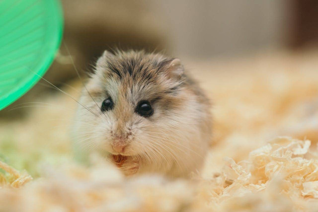 ilustrasi hamster (Pexels)