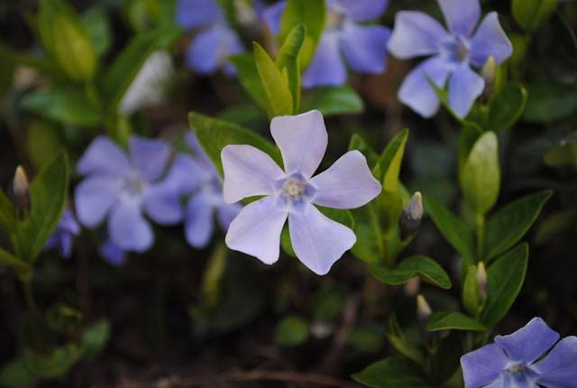 Tata Cara Menanam Bunga Vinca. Foto Hanya Ilustrasi. Sumber Foto: Unsplash.com/Opal Siegal