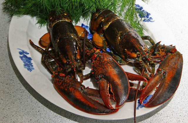 Ilustrasi tips ternak lobster air tawar. Sumber: Pexels.com