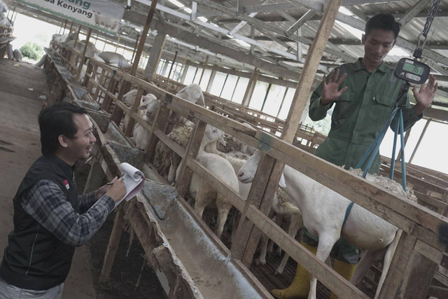 Tim tengah memeriksa bobot domba kambing di sentra peternakan DD Farm, Kendal, 29/05