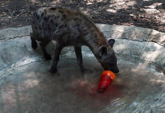 Ilustrasi hyena. Foto: REUTERS/Henry Romero