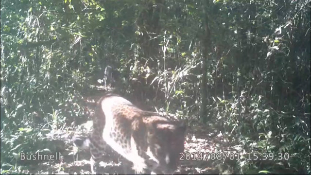 Macan tutul di Gunung Gede yang ternyata merupakan rekaman tahun 2014. Dok: TNGGP